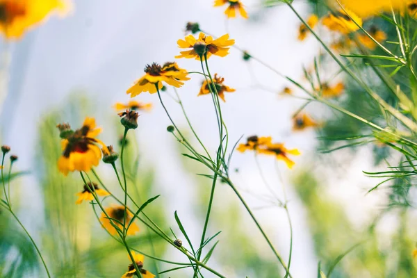 Fleurs contre ciel bleu — Photo