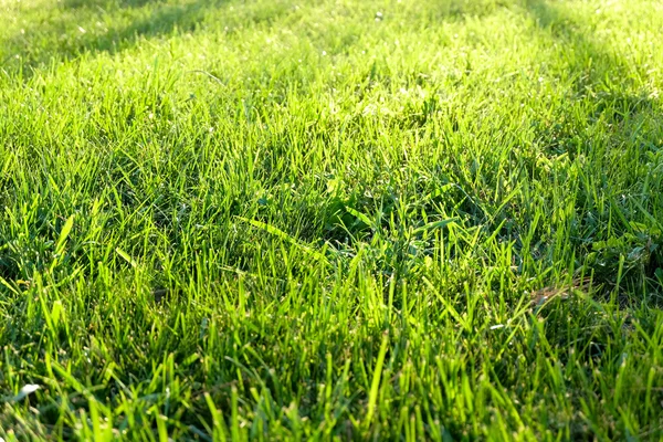 Green grass — Stock Photo, Image