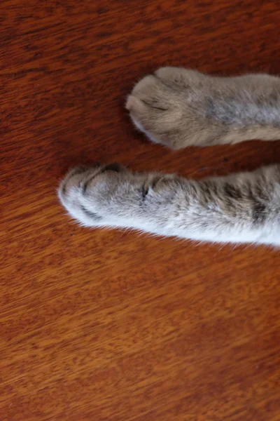 Gatos patas —  Fotos de Stock