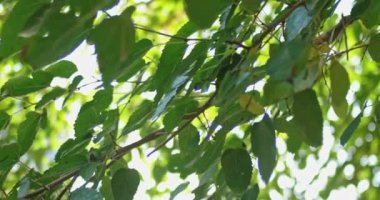 Yeşil yapraklar soyut ağaç örtüsünü bulanıklaştırıyor. Bakışlar taze, yeşil yaprakların üzerine odaklanır.
