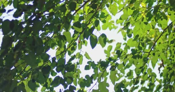 緑の葉は抽象的な木のカバー背景をぼかす — ストック動画