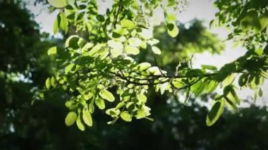 Yaz ya da bahar yeşili arka planda ışıklandırma. Ağaç dalları arasında yumuşak ve narin güneş ışığı. Ağaç yapraklarının arasından süzülen güneş ışınları ve kirişler