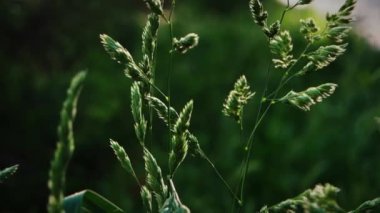 Çimen çivisi yakın plan. Yavaş çekimde güneşli bir bahar gününün rüzgarıyla hareket eden yumuşak kulaklar.