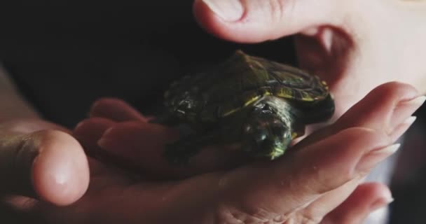 Little River Turtle em mãos femininas tentando escapar — Vídeo de Stock