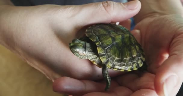 レディース獣医オン手保持赤耳の赤ちゃん亀 — ストック動画
