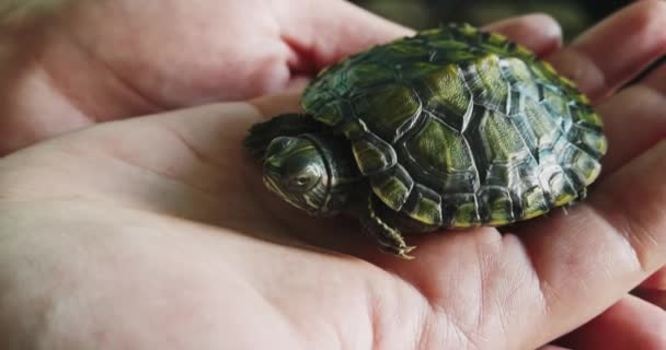 Gros plan des mains tenant une seule petite tortue verte qui regarde dans la caméra tout en rampant sur ses bras avant — Video