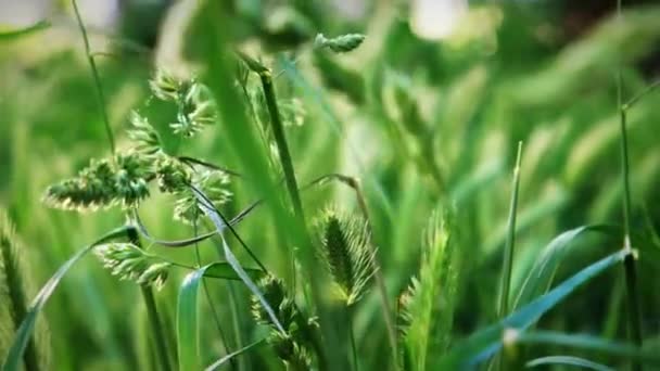 Épillets d'herbe gros plan. Champ d'oreilles douces se déplaçant par la brise d'une journée de printemps ensoleillée au ralenti — Video