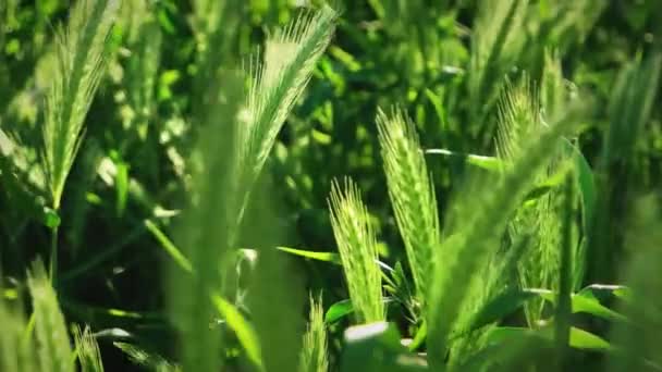 Hřebík trávy v blízkosti. Měkké ušní pole, pohybující se ve větru slunečného jarního dne ve zpomaleném filmu. Koncept růstu — Stock video