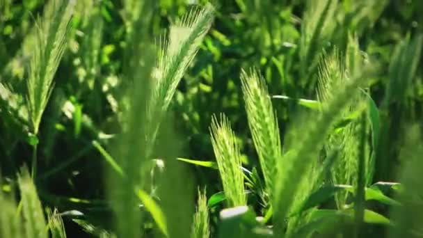 Spike of grass closeup. Soft ears field moving by wind of a sunny spring day in slow motion. Growth concept — Stock Video
