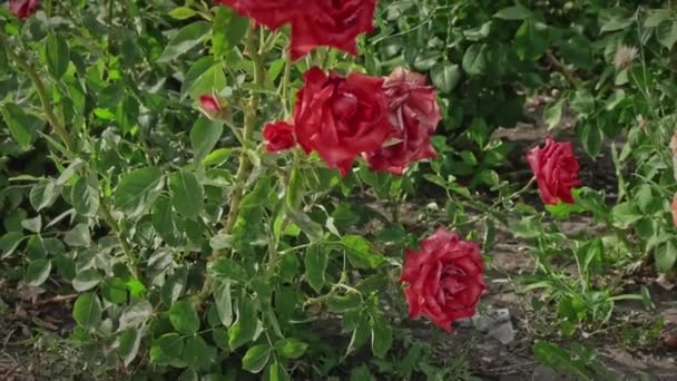 Rosas rojas marchitándose en una rama con hojas rizadas. Hermoso fondo otoñal — Vídeos de Stock