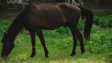 İp üzerinde otlayan genç kahverengi bir atın portresi.