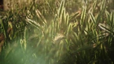 Sahada gün batımı. Çimen makrosu güneşin altında. Yumuşak kulaklar rüzgarda ağır çekimde hareket ediyor
