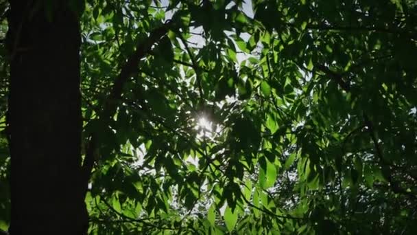 Raios de luz brilham através dos galhos das árvores com folhas verdes. Lente flamejante brilhando através de folhas dossel — Vídeo de Stock