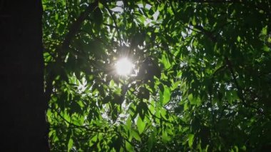 Yeşil ağaçta hareketli görüntü, POV manzaralı. Güzel güneş ışınları ağaçların gölgesinde, güneş yaprakların arasında parıldıyor yanıp sönen alevlerde.