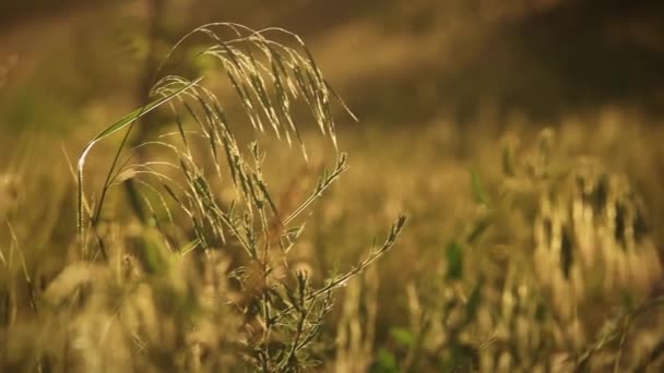 Close-up view of amazing green grass swinging in delicate summer breeze slow motion. Backlight of sunset warm sun — Stock Video