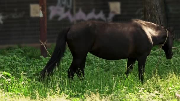 아름다운 갈색 말 과 벽을 덮고 있는 목초지. 말 한 마리가 성벽 근처에 서 있고, 가축들은 도시 환경에서 있다 — 비디오