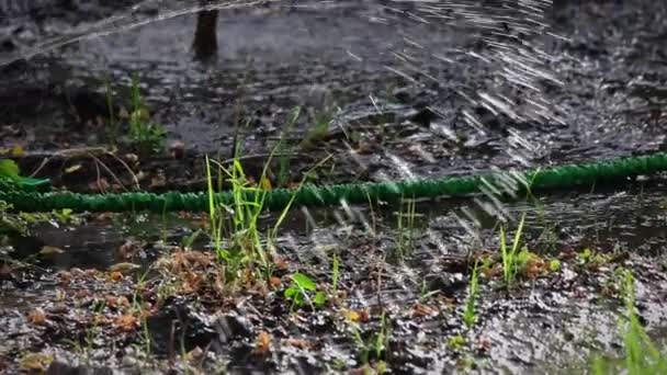 Trabajos de aspersor de agua en el jardín, sistema de riego del patio trasero con cabeza móvil — Vídeo de stock
