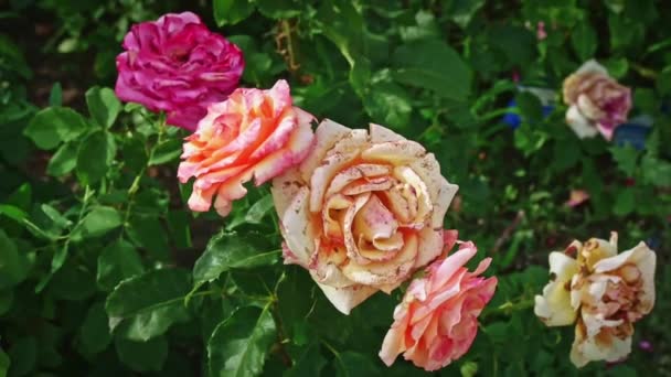 Τριαντάφυλλα στον φθινοπωρινό κήπο που χάνουν τα πέταλα τους. Τριανταφυλλιά μαραίνονται το φθινόπωρο σε τριανταφυλλιές. Επιλεκτική εστίαση. Τα ροζ τριαντάφυλλα ανθίζουν, η εποχή τελείωσε. — Αρχείο Βίντεο