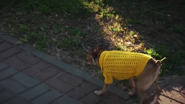 View from the above walking with mops terrier in a yellow warming sweater. — Stock Video