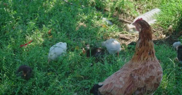 Курка доглядає за курчатами, які випікають їжу на траві — стокове відео