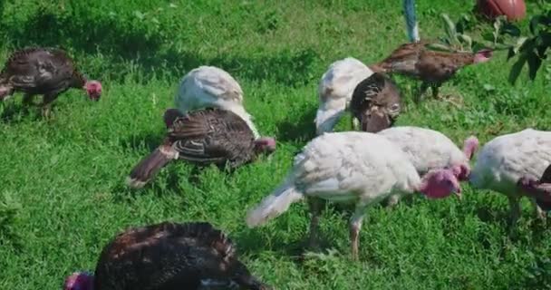 Een menigte van knabbelaars zijn oecken in het gras — Stockvideo