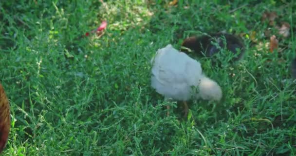 Két kis csirke a fűben. — Stock videók