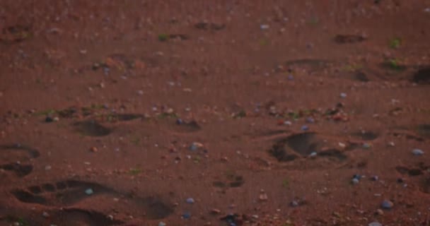 Costa do mar arenoso com pequenas ondas sob o céu do pôr-do-sol rosa — Vídeo de Stock