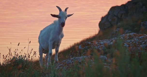 Koza pasoucí se na divokém skalnatém břehu mezi kvetoucí divokou trávou na pobřeží. — Stock video