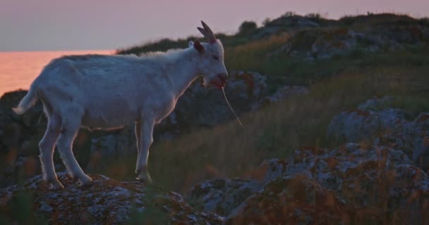 Коза, стоящая на фоне красивого заката моря и холмов пейзажа в горах у Азовского моря. — стоковое видео