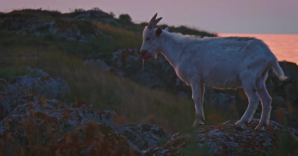Вид сбоку на белую козу. Коза стоит на берегу моря в лучах заката. — стоковое видео