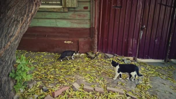 Zbłąkany kot jedzący jedzenie na zewnątrz domu na ulicy pokryty jesiennymi opadłymi liśćmi — Wideo stockowe