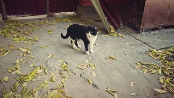 Bezdomny kot chodzący bezdomny. Tracking strzał samotnego zwierzęcia na ulicy — Wideo stockowe