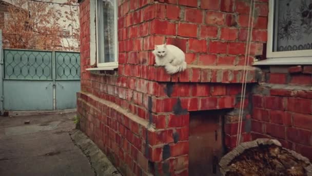 Puszysty biały kot siedzi na rogu budynku przed oknem — Wideo stockowe