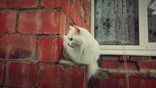 Pisica pufoasă albă stă singură pe colțul clădirii — Videoclip de stoc