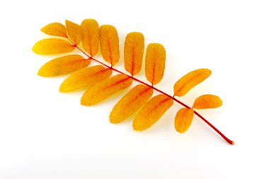 beyaz üzerine üvez ağacının sonbahar dal