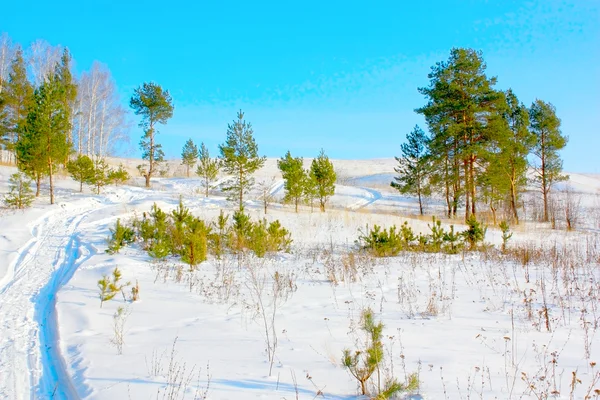 Winterkiefern auf dem Hügel — Stockfoto
