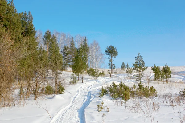 Зимние сосны на холме — стоковое фото