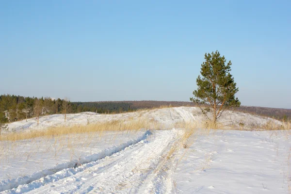 Paisaje de invierno con pino y sendero — Foto de Stock