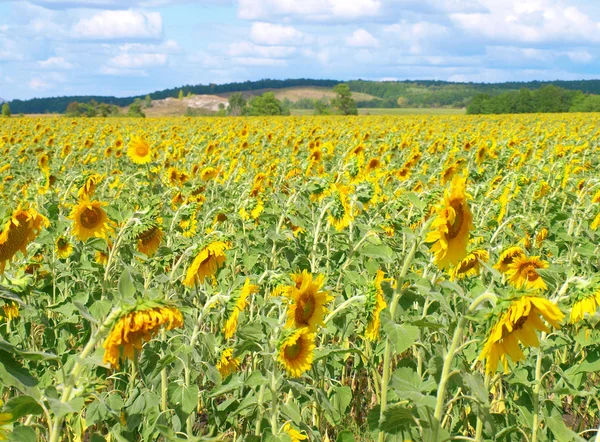 Solros — Stockfoto