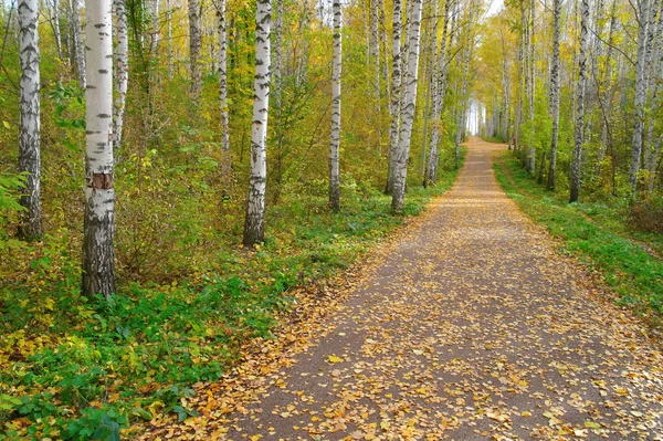 Caminho em bosque de vidoeiro outono — Fotografia de Stock