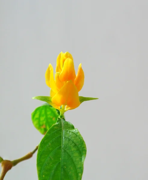 Цветущий желтый цветок (Pachystachys lutea ) — стоковое фото