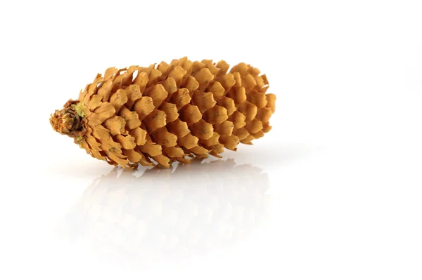 Fir cone sobre branco — Fotografia de Stock