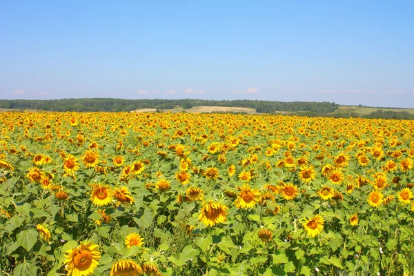 Mooie zonnebloemen veld onder de heuvels — Stockfoto