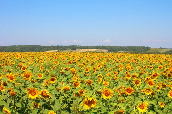 Campo de girassóis sob as colinas — Fotografia de Stock