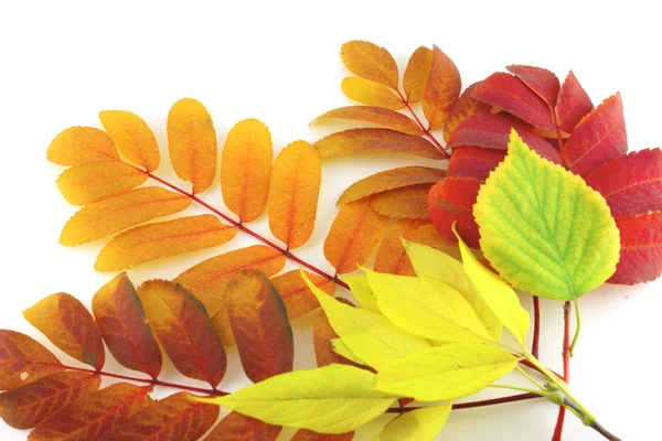 Абстрактный фон с цветными осенними листьями — стоковое фото