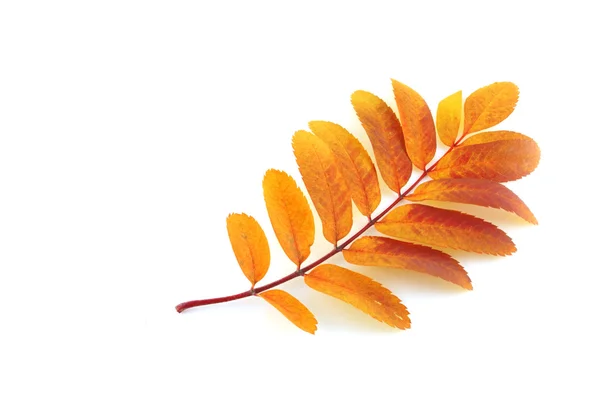 Twig of rowan-tree — Stock Photo, Image