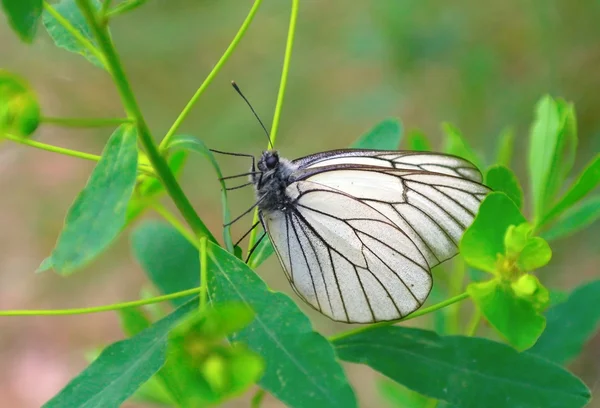 Метелик на зеленій гілці — стокове фото