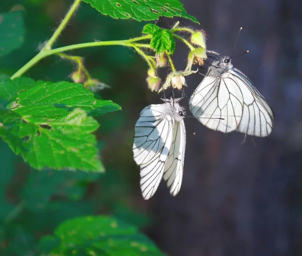 Two butterfly on the green branch — Stock Photo, Image