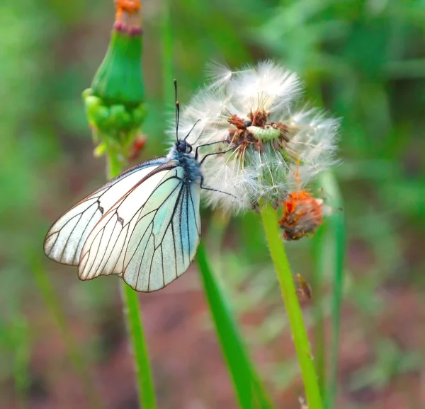 Butterfly on the dandelion — Stock Photo, Image
