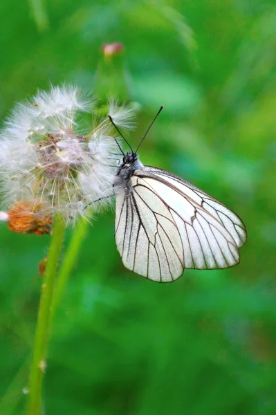 Butterfly on the dandelion. Shallow DOF. — Stock Photo, Image